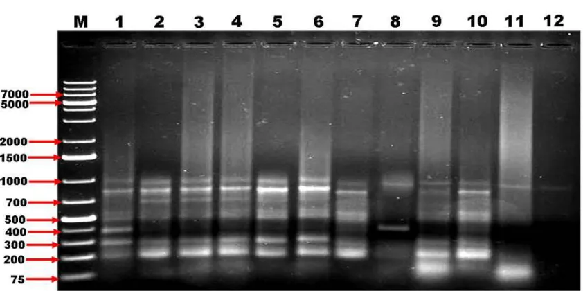 Fig 2. RAPD gel profile of 12 groundnut cultivars with OPA-19 primer 
