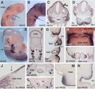 Fig. 1. Expression of CXCL14arches.  box in (I). The arrow in (J) indicates a mesenchymal-epithelial boundary of expression in the distal mandible