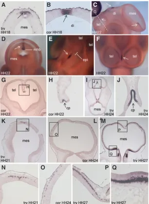 Fig. 2. Expression of CXCL14 in the dorsal mesencepha-lon, diencephalon and telencephalon