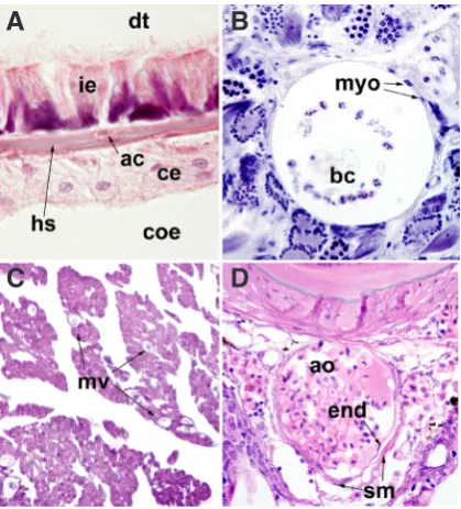 Fig. 2. Examples of hemal and endothelial circulatory systems. (A) Hemal system in the earthworm Lumbricus