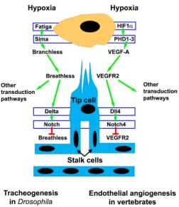 Fig. 3. Simplified sketch for a comparison of the molecular interactions regulating tracheal development in Drosophila (left) and endothelial angiogenesis in vertebrates (right)