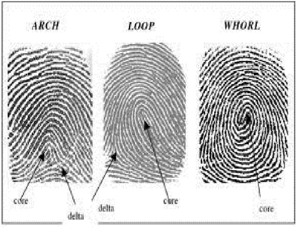 Figure 5. Arch, Loop, Whorl. 