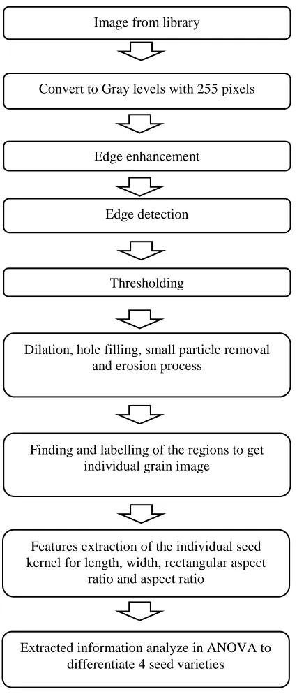 TABLE MORPHOLOGICAL I FEATURES DESCRIPTION 