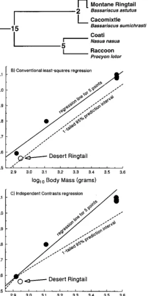 Figure 4: Use of new methods presented here to test whether a single species (actually, a desert population of the ringtail Bassariscus astutus) deviates from the allometric pattern observed among related species