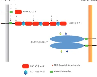 Fig. 1. Domain structures and synaptic arran-gement of neurexin and neuroligin. There are three neurexin genes in mammals, each of which has both an upstream promoter that is used to generate the larger a-neurexins and a downstream promoter that is used to