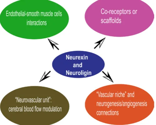 Fig. 2. Workig hypotheses regarding the role of neurexins and neuro-ligins in the vascular systems.
