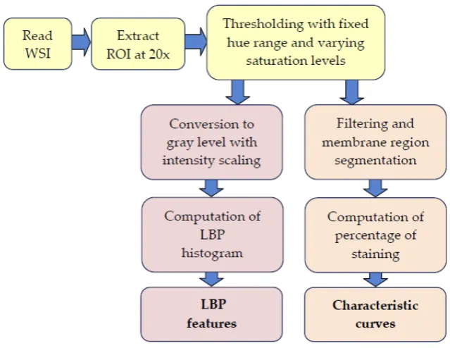 Figure 2. Processing stages in the extraction of characteristic curves and LBP features 