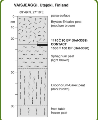 Fig. 4. Example of the stratigraphy of a  palsa with datings from the contact of  xerophilic and wet fen peat 