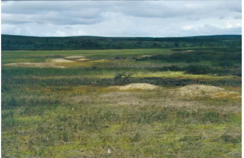 Fig. 5. Some new 1.5  years old palsas on  Vaisjeäggi palsa mire,  Utsjoki in 2003. 