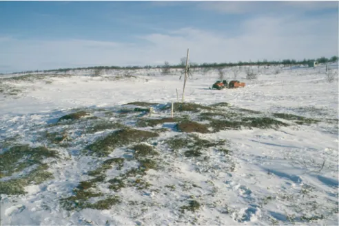 Fig. 6. Snow free palsa  surface on Vaisjeäggi  palsa mire in March  1994. 