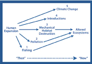 Figure 2:  Examples  of  top  down  controls  induced  by  human  expansion  resulting in altered ecological baselines