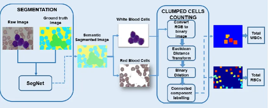 Figure 6 shows an example binary image, and the distance transform of a WBCs image.  In the next step, binary dilation is used for enlarging the cell shapes contained in distance transform images