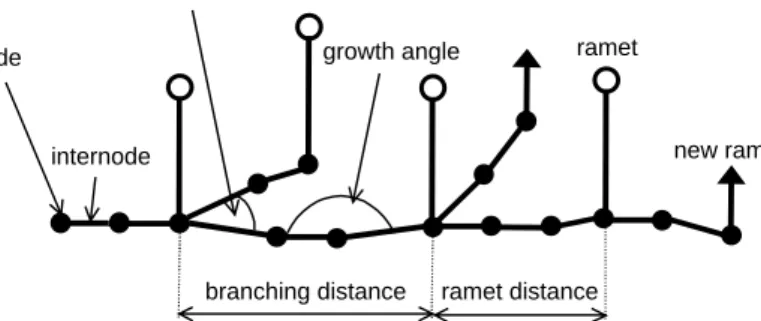 Fig. 1. Definition of architectural traits measured on plants and used in the model. The whole structure represents one rhizome fragment composed of nodes, internodes and ramets.