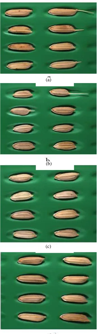 Fig. 1a-1d Typical image of weedy rice seed variants   