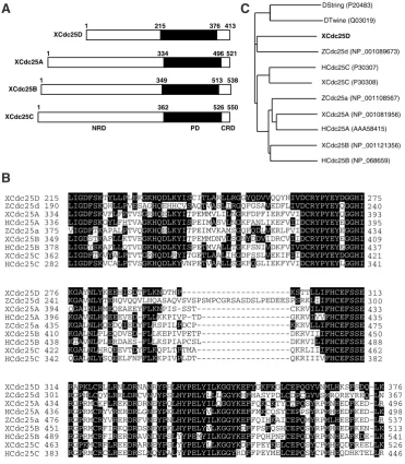 Fig. 1. Sequence analysis of the Xcdc25D product. (A) A schematic representation of Xenopus Cdc25 isoforms