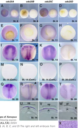 Fig. 3. Spatial expression patterns of cdc25 isoforms at the indicated stages of XenopusFig