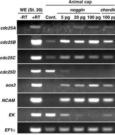 Fig. 5.  The effects of BMP inhibition on the expression of cdc25(in animal caps.  embryos (st