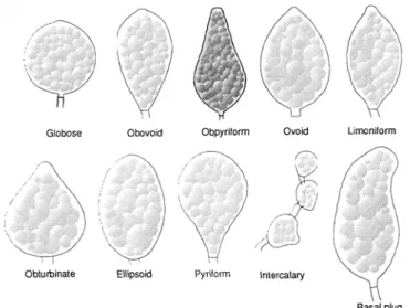 Figure 4.1  Sporangium shape 