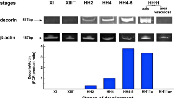 Fig. 1. The expression pattern of the decorin gene in early chick embryo determined by RT-PCR