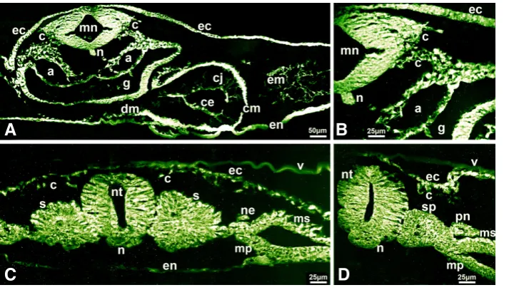 Fig. 2. Immunolocalization of decorin in early chick embryos shown on transverse sections
