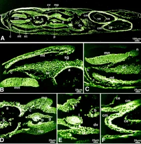 Fig. 4. Immunolocalization of decorin in chick embryo at stage HH17 (29 somites). (A) Decorin immunoreactivity was strong in the myelencephalon and intense in its lateral and luminal surfaces, intense in migrating neural crest cells, ductus venosus, myocar