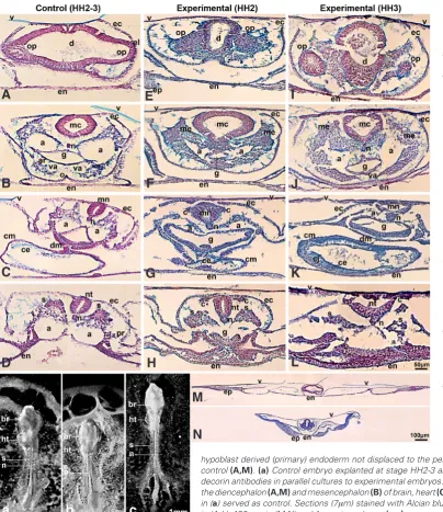 Fig. 5. Monoclonal anti-decorin 