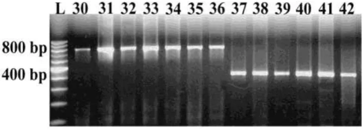 Figure 3. Identification of cytoplasm types in F1s by PCR. Lanes 19 to 29 correspond to hybrids mentioned in Table 1
