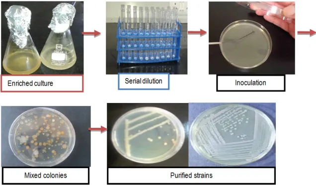 Fig. 1. Schematic protocol for isolation and purification of bacterial strains 
