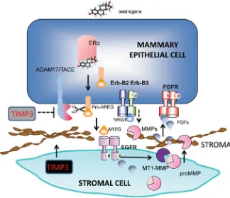 Fig. 2. EGFR/Erb-B signalling linked to epithelial cell-stromal cell interactions in ductal development in the mammary gland.tween stromal cells and mammary epithelial cells (MEC) during normal development