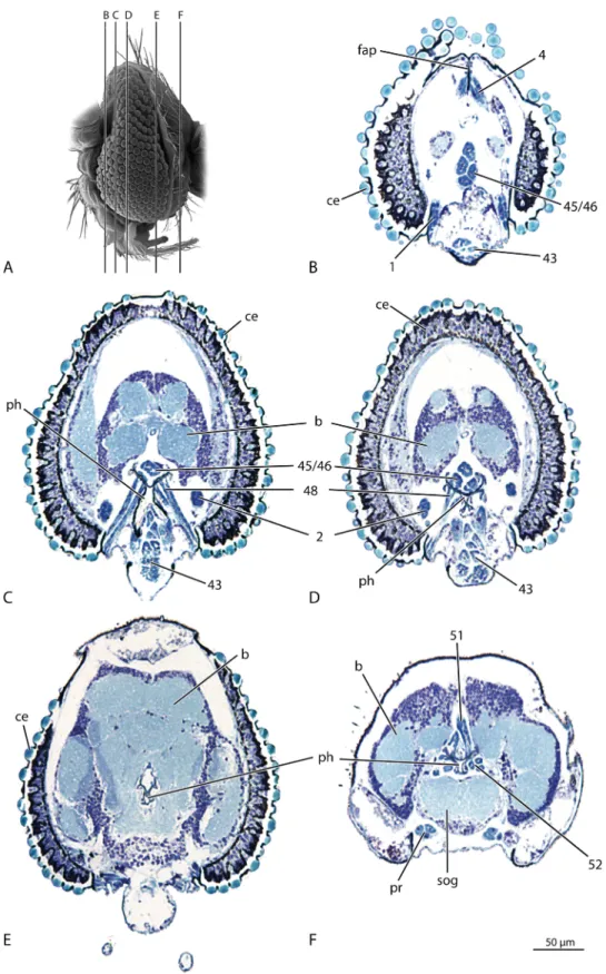 Fig. 3. M. destructor, head, male, cross sections. (A) Overview of the sections. (B–F) Cross sections