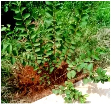 Fig. 3. Vitamin composition (mg/100 g) of the leaf and stem ofFig. 3. Vitamin composition (mg/100 g) of the leaf and stem ofFig