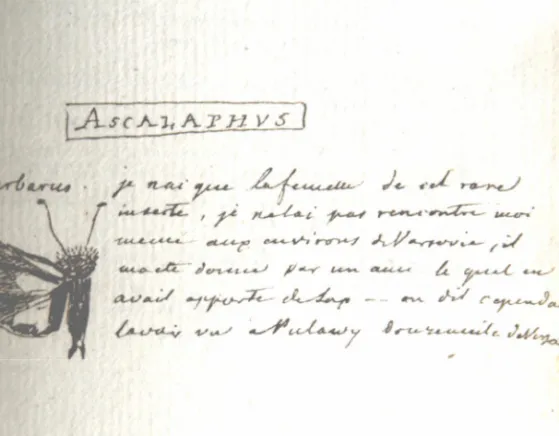 Fig.  2.  Drawing of ‘ Ascalaphus barbarus’  with a note (page 214 from the first volume of Charles de Perthees  manuscript)