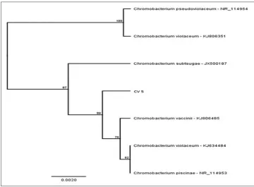Fig. 4: Polymerase chain reaction amplification of 16SrDNA amplicon on agarose gel