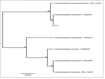 Fig. 6: Phylogenetic tree for the isolate, Chromobacterium CV5
