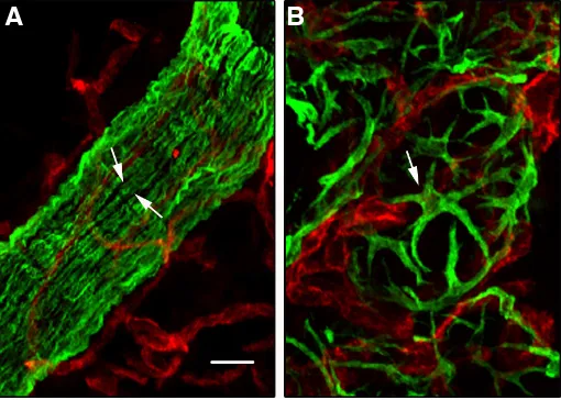 Fig. 1. Morphology of ductal and alveolar myoepithelial cells. Double immunofluorescence labelling of sections through 10-week-old virgin (A) and 2-day-lactating (B) mouse mammary glands with the antibodies against cytokeratin 5 (K5, green) and CD31 (red)