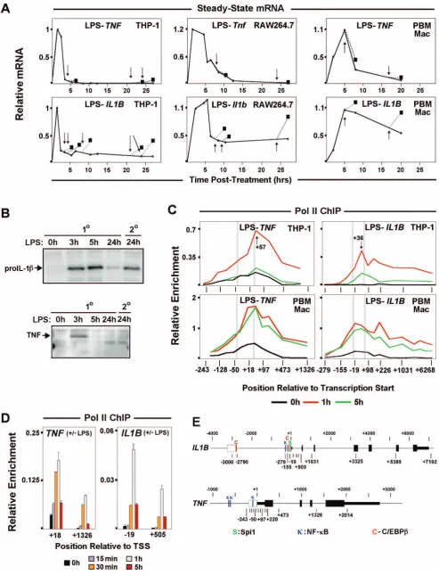 Figure 1. Comparison of IL1B and TNF expression in monocytes. (A) Steady-state mRNA kinetics for IL1B and TNF transcripts in LPS stimulatedTHP-1, RAW264.7 and human peripheral blood mononuclear cells (hPBMC)