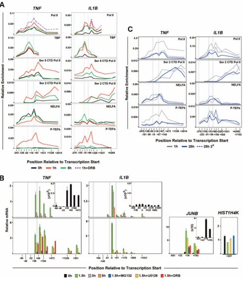 Figure 2. Distribution of factors relevant to differential transcription regulation and endotoxin tolerance for IL1Brelated to Pol II elongation at(neartranscripts, as indicated, in LPS stimulated THP-1