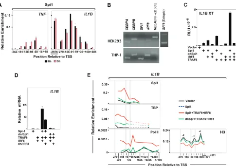Figure 4. Spi1 mediates monocyte-specific IL1BTranscription factor mRNA expression profiles in HEK293 and THP-1 cells