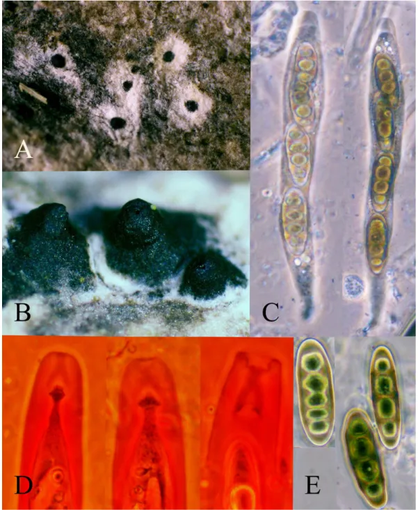 Figure 1.  Requienella seminuda  on bark of  Fraxinus excelsior  from the localities Hordaland: Os: