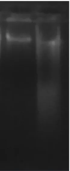 Fig. 2: Giemsa stained Ehrlich ascites carcinoma cells of 