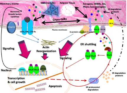 Fig. 1. Orchestration of mammary gland development and carcinogenesis by endogenous and environmental estrogens