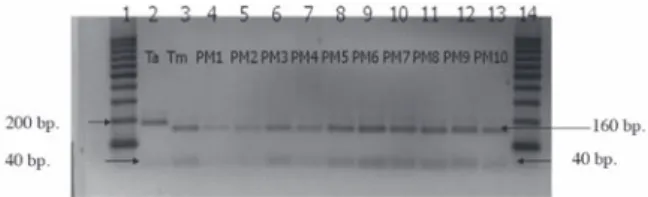 Figure  5.  Sequence  of  the  amplicon  obtained  by  using  the  primers  ITSML-ITSLNG (A) ADL1-ADL3 (B)