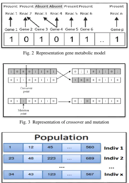 Fig. 2  Representation gene metabolic model 