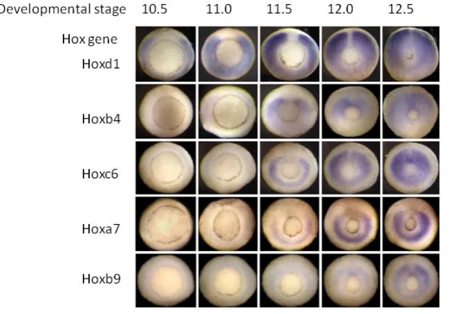 Fig. 4. Temporal collinearity In the Xenopus gastrula.The figure shows Hox expression patterns at sequential stages during gastrulation in Xenopus