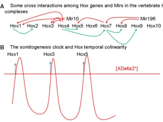 Fig. 5. Hox-Hox Interactions And Somitogenesis Timing. (A) Some cross interactions between Hox genes and Mirs in the vertebrate Hox complexes during gastrulation