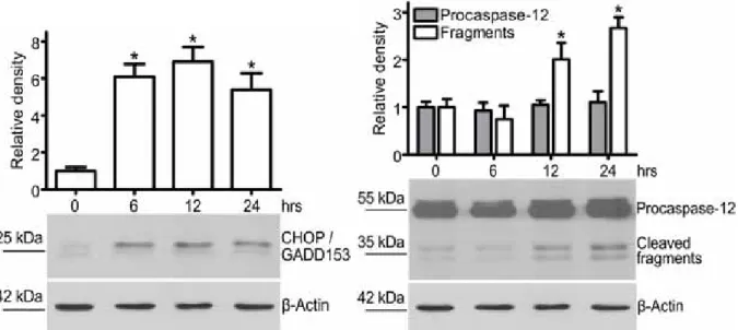 Figure 2 CHOP induction and procaspase-12 cleavage 