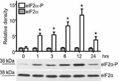 Figure 3 Increased phosphorylation of eIF2 α 