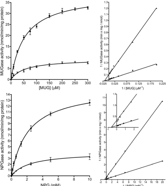 Figure 5 Kinetic analysis of the inhibitory effect on glucosidase II 