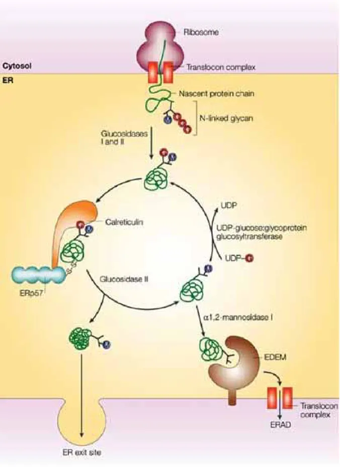 Figure 1 Quality control in the endoplasmic reticulum 
