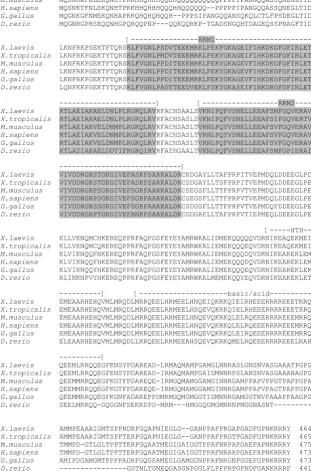 Fig. 1. 3F4 encodes an RNA binding protein. Alignment of p54nrb amino acid sequences from different spe-cies